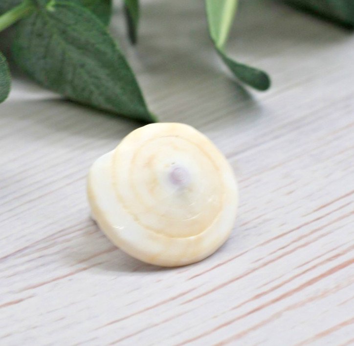 Shiva Eye Seychelles Hand Carved Ring